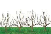 Hornby Deciduous 2.5In 4Pkg - 8939 1